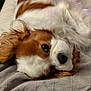 dog, brown, white, fur, lying_down, blanket, cozy, pet, relaxed, indoor, close_up, canine, resting, ears, sleepy, portrait, companion, animal, cute, domestic