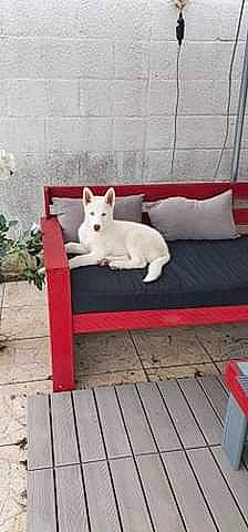 Enko participe au concours pour gagner de l'argent avec cette photo : berger_blanc_suisse, canidae, carnivore, dog, dog_breed, fawn, furniture, mammal, tail, vertebrate, white_shepherd