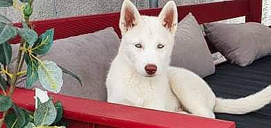 Enko participe au concours pour gagner de l'argent avec cette photo : ancient_dog_breeds, berger_blanc_suisse, canaan_dog, canidae, carnivore, dog, dog_breed, indian_spitz, kintamani, korean_jindo_dog, labrador_husky, mammal, pungsan_dog, rare_breed_dog, sakhalin_husky, seppala_siberian_sleddog, siberian_husky, vertebrate, white_shepherd, wolfdog