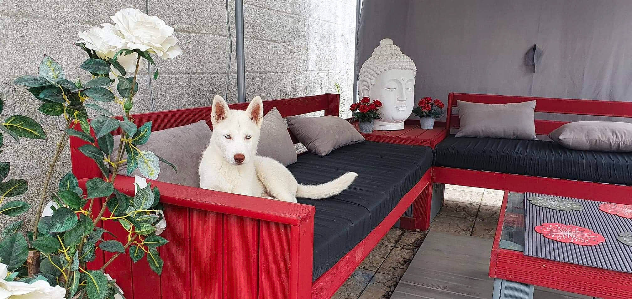 Enko participe au concours pour gagner de l'argent avec cette photo : akita, berger_blanc_suisse, canidae, carnivore, coffee_table, couch, dog, furniture, home, interior_design, living_room, non_sporting_group, red, room, sofa_bed, studio_couch, table, white_shepherd
