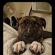 Norman a rejoint le concours — aidez-le/la à gagner de superbes lots ! dog, brindle_dog, pet, animal, portrait, face, eyes, nose, paws, claws, blanket, bed, bedroom, indoor, home, fan, furniture, photography, phone_screenshot, chat_interface
