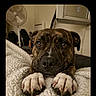 dog, brindle_dog, pet, animal, portrait, face, eyes, nose, paws, claws, blanket, bed, bedroom, indoor, home, fan, furniture, photography, phone_screenshot, chat_interface