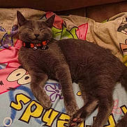 Shadow joined the competition — help win amazing prizes!