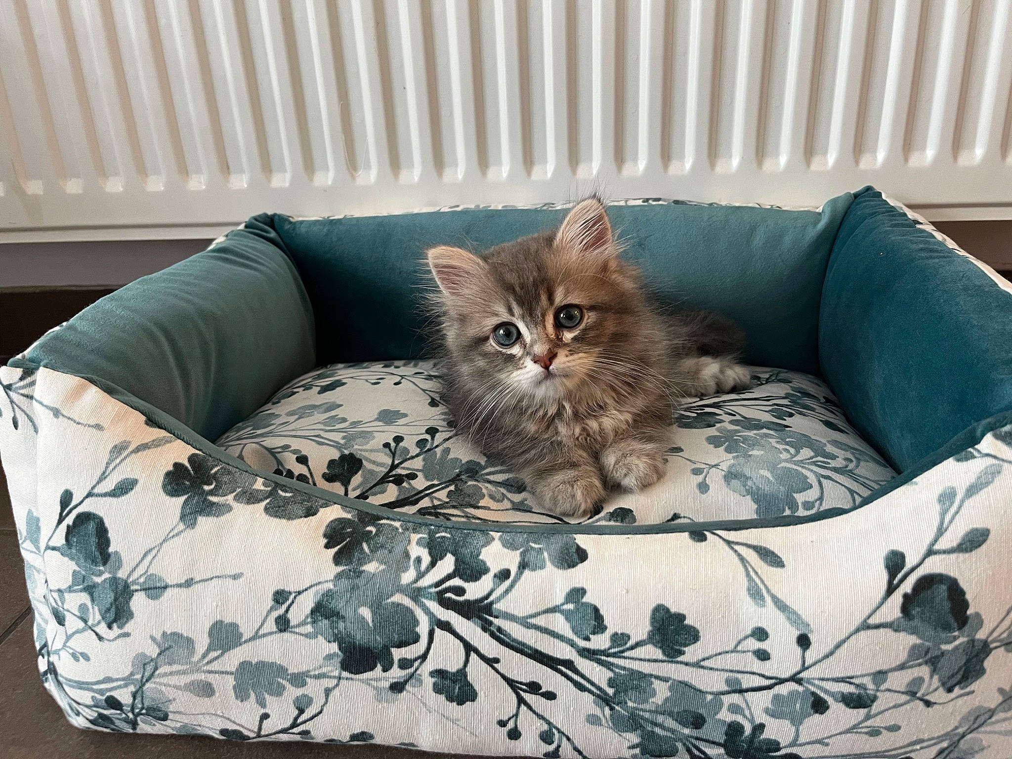 Azur participe au concours pour gagner de l'argent avec cette photo : bed, bedding, carnivore, cat, cat_bed, cat_supply, comfort, couch, domestic_short_haired_cat, felidae, fur, grey, linens, living_room, mammal, pillow, small_to_medium_sized_cats, studio_couch, vertebrate, whiskers