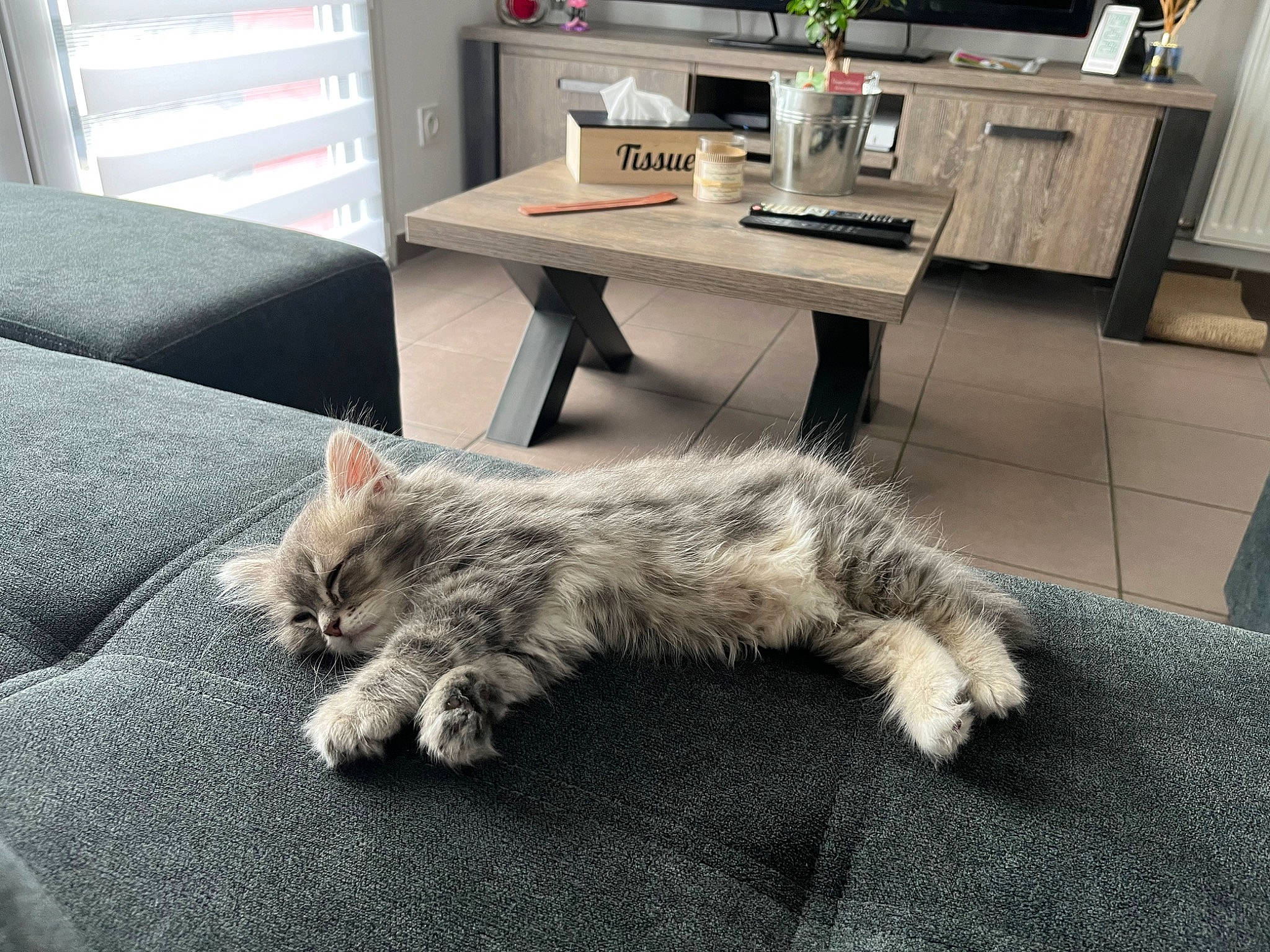 Azur participe au concours pour gagner de l'argent avec cette photo : cabinetry, carnivore, cat, comfort, companion_dog, countertop, dog_breed, felidae, floor, flooring, fur, grey, home_appliance, kitchen_appliance, paw, room, small_to_medium_sized_cats, snout, tail, whiskers