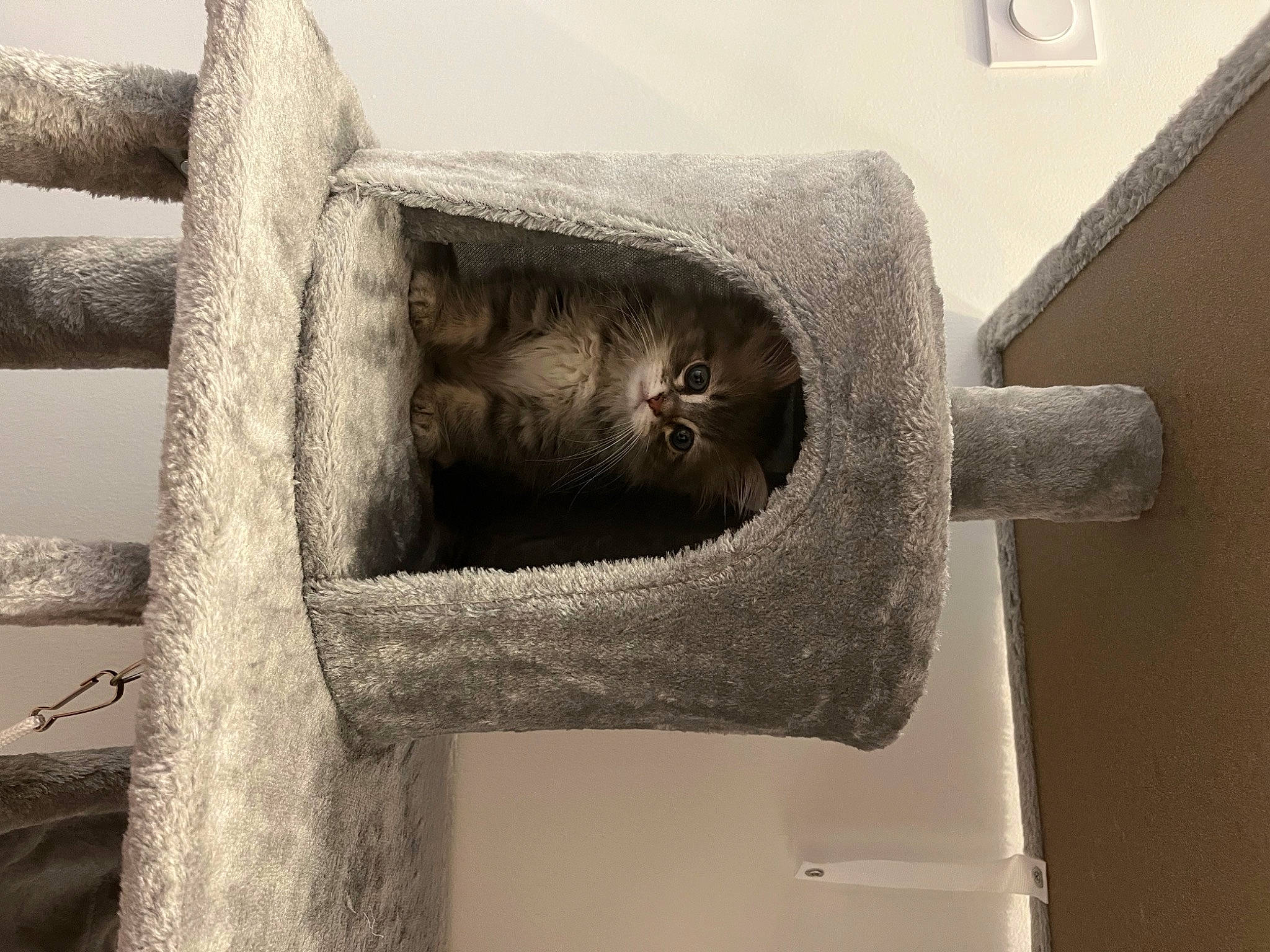 Azur participe au concours pour gagner de l'argent avec cette photo : carnivore, cat, cat_bed, cat_supply, domestic_short_haired_cat, felidae, fur, grey, metal, monochrome, monochrome_photography, natural_material, pet_supply, room, small_to_medium_sized_cats, still_life_photography, tail, twig, visual_arts, wood