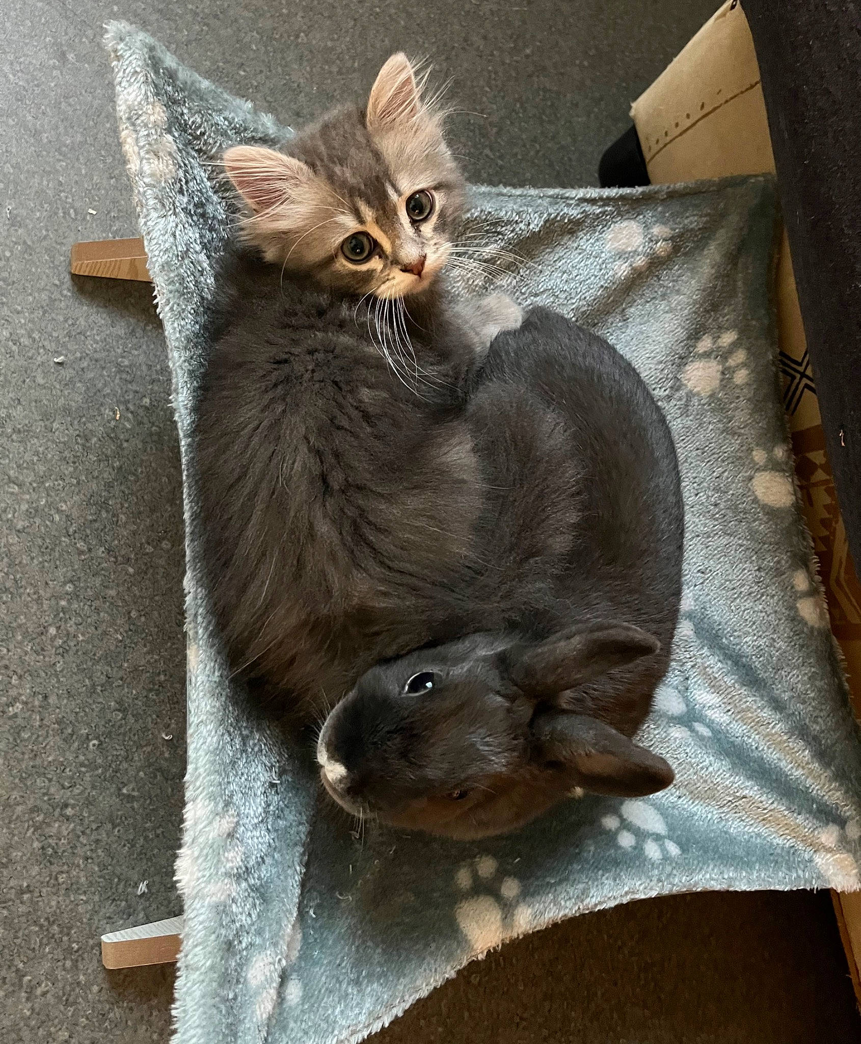 Azur a rejoint le concours — aidez-le/la à gagner de superbes lots ! black_cat, carnivore, carton, cat, cat_toy, chartreux, claw, domestic_short_haired_cat, fawn, felidae, fur, grey, packaging_and_labeling, paw, shipping_box, small_to_medium_sized_cats, tail, terrestrial_animal, whiskers, window