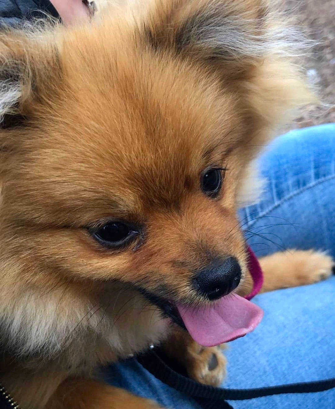 Oslow participe au concours pour gagner de l'argent avec cette photo : canidae, carnivore, companion_dog, dog, dog_breed, german_spitz, german_spitz_klein, german_spitz_mittel, mammal, non_sporting_group, pomeranian, puppy, puppy_love, skin, snout, spitz, sporting_group, toy_dog, vertebrate, volpino_italiano