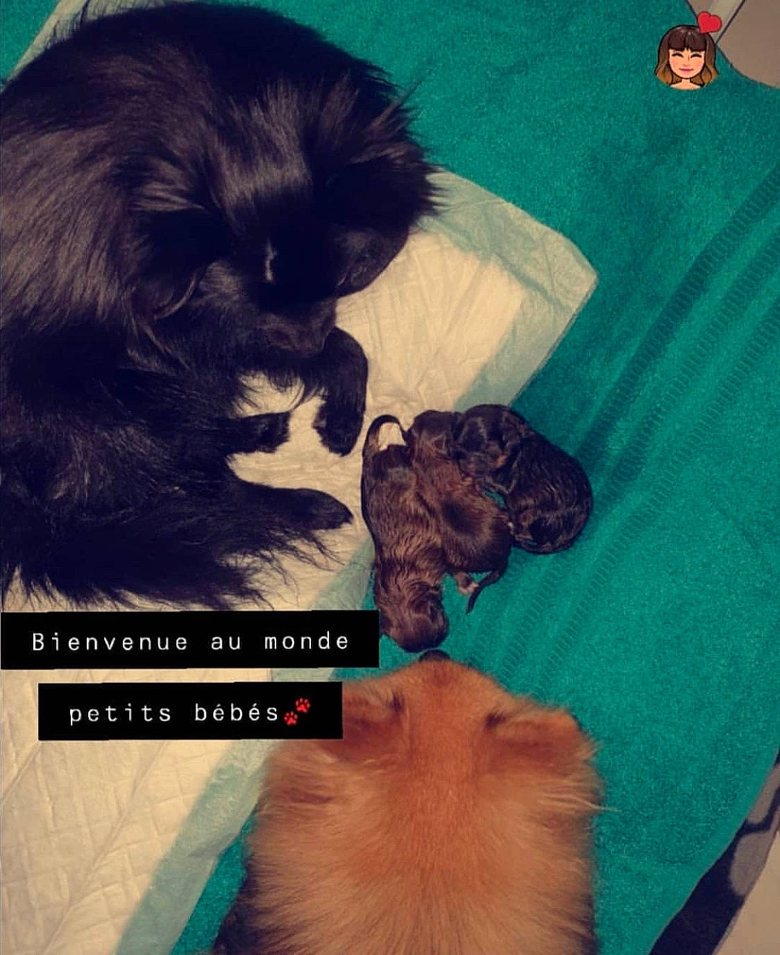 Oslow participe au concours pour gagner de l'argent avec cette photo : canidae, carnivore, companion_dog, dog, dog_breed, fur, liver, non_sporting_group, photo_caption, pomeranian, puppy, puppy_love, shih_tzu, spitz