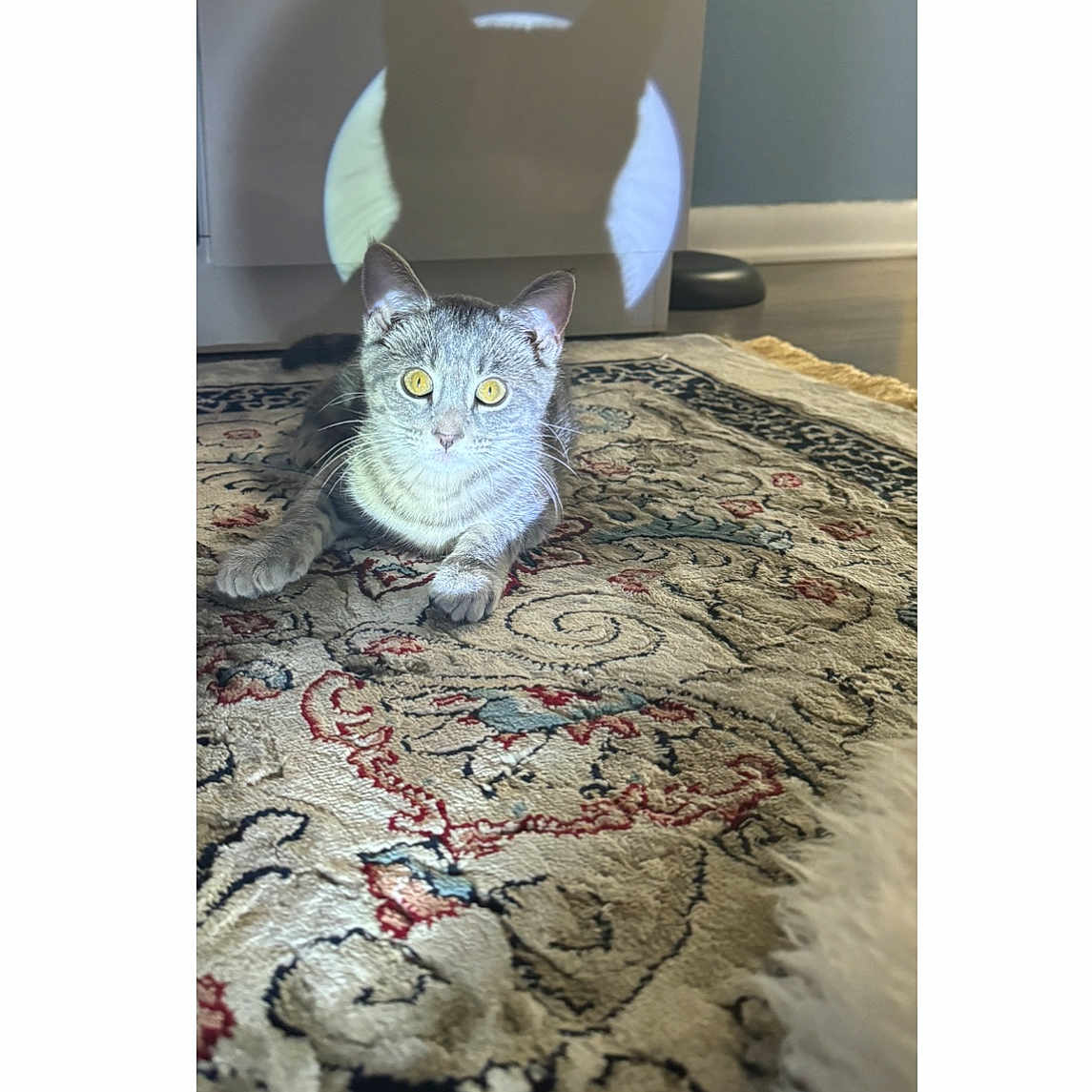 Roxy is registered to the contest to win money with this photo: abyssinian, angora, animal, bed, bedroom, cat, cushion, face, head, homedecor, indoors, interiordesign, kitten, manx, person, pet, photography, portrait, rock, rug