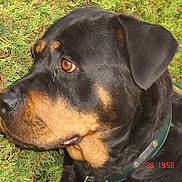 Tania participe au concours pour gagner de l'argent avec cette photo :