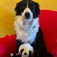 Chance a rejoint le concours — aidez-le/la à gagner de superbes lots ! dog, black_and_white, border_collie, plush_toy, panda, red_chair, indoor, pet, fur, sitting, portrait, toy, cute, animal, furry, looking_at_camera, domestic_animal, companion, cozy, background