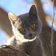 Eden a rejoint le concours — aidez-le/la à gagner de superbes lots ! cat, gray_cat, yellow_eyes, animal, pet, outdoor, tree, branch, nature, sunlight, closeup, whiskers, curious, feline, mammal, portrait, wildlife, daylight, background_blur, ears
