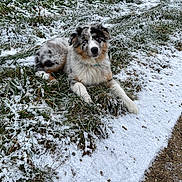 Arlo a rejoint le concours — aidez-le/la à gagner de superbes lots ! animal, australian_shepherd, blue_eyes, canine, cold, curious, dog, frost, fur, grass, landscape, lying_down, merle_coat, nature, outdoor, path, pet, puppy, snow, winter