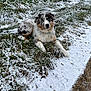 animal, australian_shepherd, blue_eyes, canine, cold, curious, dog, frost, fur, grass, landscape, lying_down, merle_coat, nature, outdoor, path, pet, puppy, snow, winter
