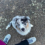 Arlo a rejoint le concours — aidez-le/la à gagner de superbes lots ! dog, puppy, blue_eyes, fluffy, looking_up, outdoor, gravel, person, shoes, pants, curious, cute, pet, animal, standing, fur, white, black, brown, casual