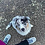 dog, puppy, blue_eyes, fluffy, looking_up, outdoor, gravel, person, shoes, pants, curious, cute, pet, animal, standing, fur, white, black, brown, casual
