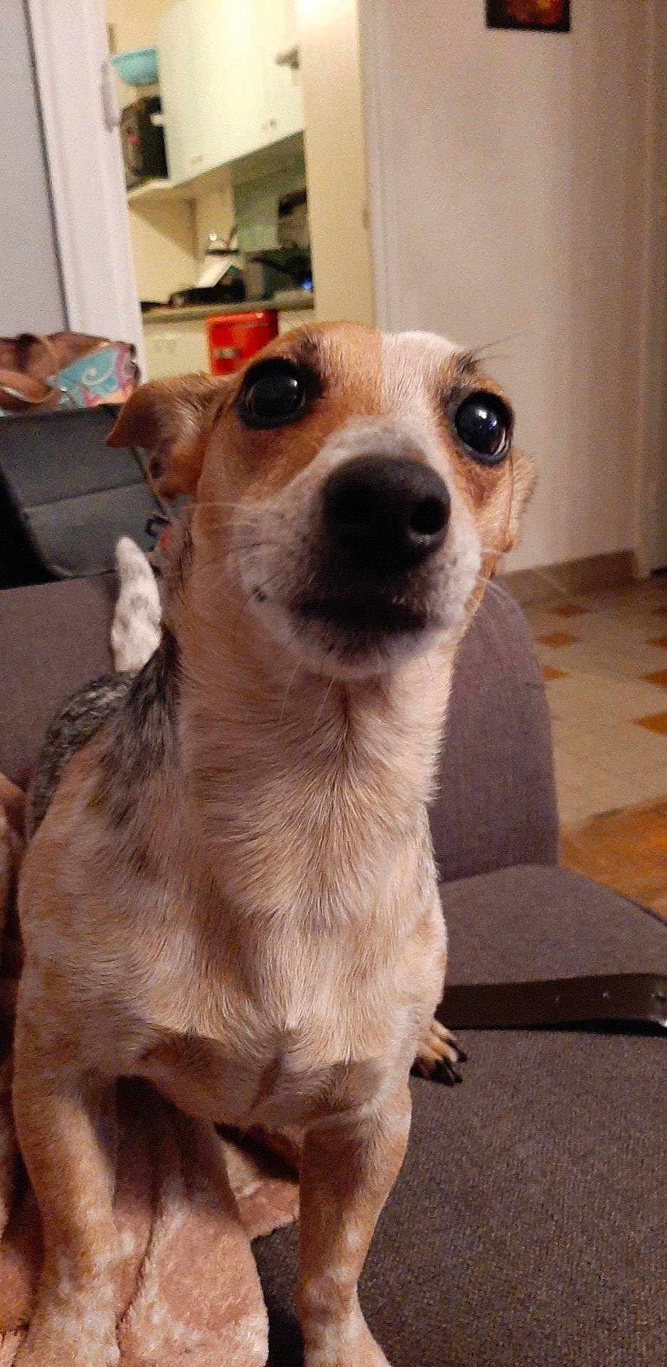 Grisouille participe au concours pour gagner de l'argent avec cette photo : ancient_dog_breeds, canidae, carnivore, chihuahua, companion_dog, corgi_chihuahua, dog, dog_breed, fawn, feist, mammal, nose, rare_breed_dog, russell_terrier, snout, vertebrate, whiskers