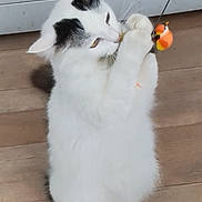 Yoshi a rejoint le concours — aidez-le/la à gagner de superbes lots ! cat, white_cat, black_spots, playing, toy, string, wooden_floor, indoor, pet, animal, feline, curious, standing, cute, fluffy, home, appliance, floor, paw, fun