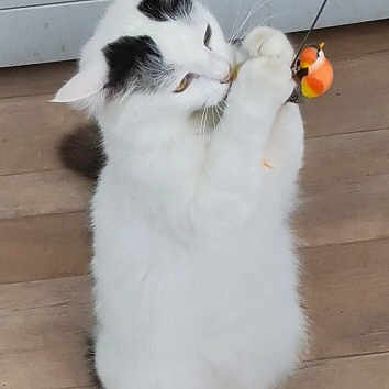 Yoshi a rejoint le concours — aidez-le/la à gagner de superbes lots ! cat, white_cat, black_spots, playing, toy, string, wooden_floor, indoor, pet, animal, feline, curious, standing, cute, fluffy, home, appliance, floor, paw, fun