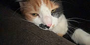 Bagel is registered to the contest to win money with this photo: cat, calico, close_up, resting, whiskers, fur, face, pink_nose, yellow_eyes, texture, cozy, soft_lighting, indoor, animal, pet, sleepy, relaxed, feline, portrait, cuddle