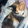 cat, calico, sleeping, cozy, blanket, soft_texture, fur, pet, resting, indoor, closeup, cute, animal, relaxation, comfort, colorful, pillow, whiskers, nap, domestic