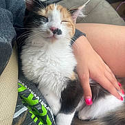 Bagel is registered to the contest to win money with this photo: kitten, cat, calico, pet, animal, sleeping, hand, lap, person, furry, cute, indoor, car, seatbelt, resting, white, orange, black, fur, comfort