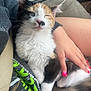 kitten, cat, calico, pet, animal, sleeping, hand, lap, person, furry, cute, indoor, car, seatbelt, resting, white, orange, black, fur, comfort