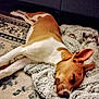 Coco is registered to the contest to win money with this photo: dog, sleeping, blanket, carpet, indoor, brown_and_white, pet, cozy, resting, fur, ear, snout, relaxed, animal, domestic, home, comfort, laying_down, quiet, peaceful