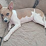 Coco joined the competition — help win amazing prizes! dog, canine, blue_eyes, laying_down, couch, quilted_blanket, beige, pet, domestic_animal, relaxed, indoor, fur, ears, paw, tail, snout, nose, animal_portrait, comfort, resting