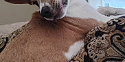 Coco is registered to the contest to win money with this photo: dog, pet, brown_and_white, couch, pillow, indoor, window_blinds, wall, animal, fur, snout, ears, relaxing, cute, portrait, close_up, expression, head_tilt, domestic, companion