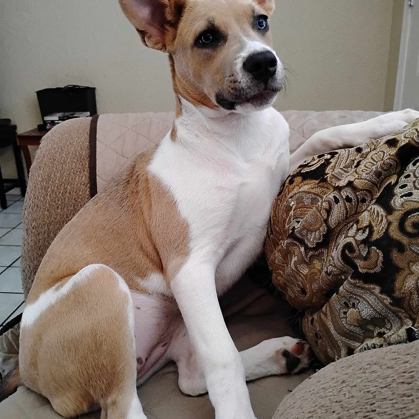 Coco joined the competition — help win amazing prizes! animal, brown_and_white, canine, companion, couch, dog, domestic, ears, furniture, home, household, indoor, light, paw, pet, pillow, portrait, relaxed, sitting, tile_floor