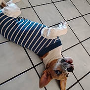 Coco is registered to the contest to win money with this photo: dog, pet, animal, lying_down, striped_shirt, floor, tile_floor, playful, ears, brown_and_white, canine, cute, looking_up, indoor, expression, fur, tongue, domestic_animal, resting, young_dog