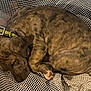 Scrappy is registered to the contest to win money with this photo: animal, brindle, collar, cozy, curled_up, cute, dog, domestic_animal, fur, indoor, mesh_fabric, paw, pet, puppy, quiet, relaxing, resting, sleeping, snuggling, young_dog