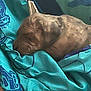 Scrappy is registered to the contest to win money with this photo: animal, blanket, blue, canine, closeup, comfort, cozy, cute, dog, fabric, fur, indoors, laying, peaceful, pet, relaxation, resting, sleeping, texture, turquoise