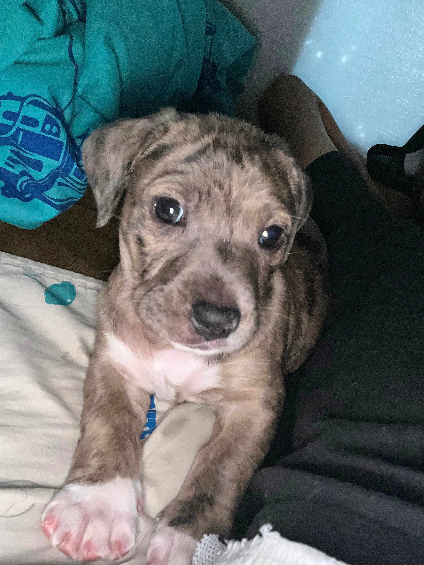 Scrappy