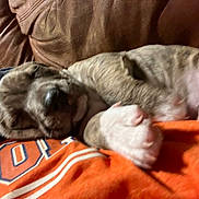 Scrappy is registered to the contest to win money with this photo: animal, blurred, close_up, couch, cozy, dog, fur, home, indoor, laying, leather, orange_shirt, paw, pet, puppy, relaxed, resting, sleeping, snout, young_dog
