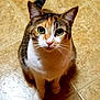 adorable, alert, animal, calico, cat, close_up, cute, domestic_cat, ears, feline, floor, fur, green_eyes, indoor, looking_up, pet, sitting, small, tile_floor, whiskers
