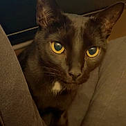 Jade joined the competition — help win amazing prizes! cat, black_cat, yellow_eyes, pet, indoor, curious, animal, feline, close_up, face, whiskers, ears, muzzle, looking, legs, cozy, soft_light, shadow, domestic_cat, portrait