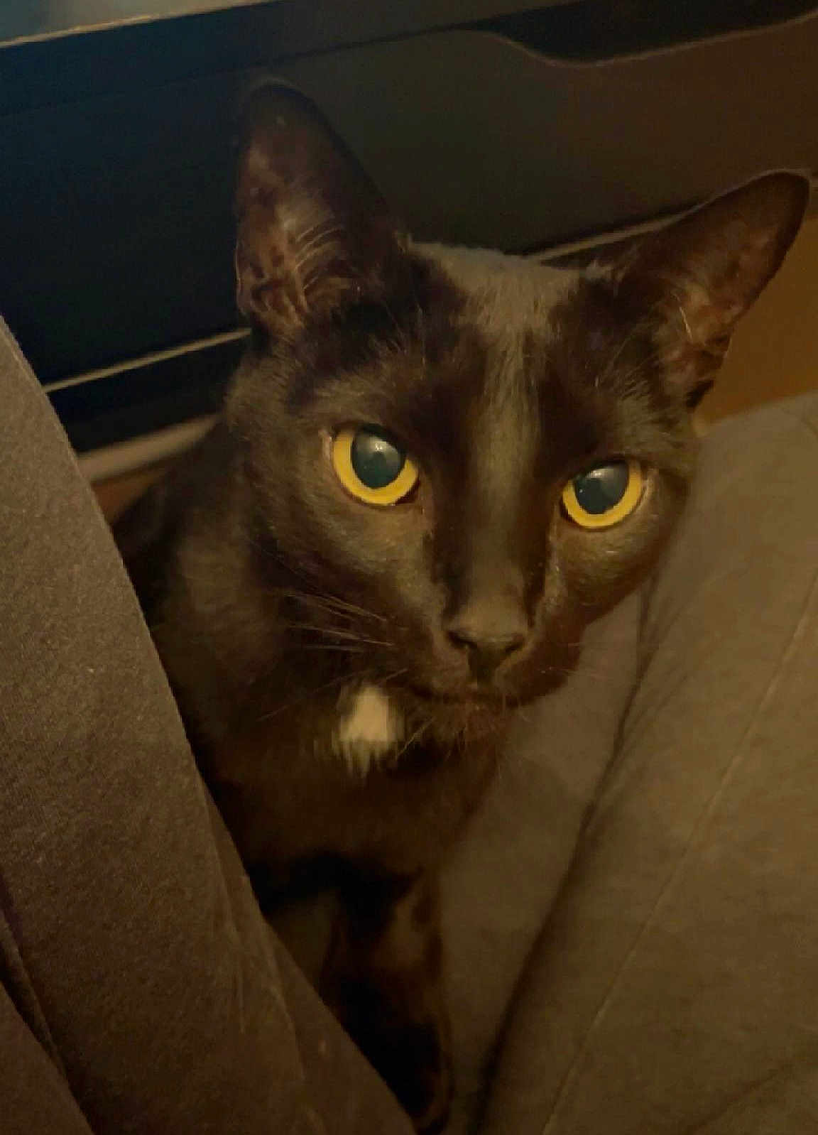 Jade joined the competition — help win amazing prizes! cat, black_cat, yellow_eyes, pet, indoor, curious, animal, feline, close_up, face, whiskers, ears, muzzle, looking, legs, cozy, soft_light, shadow, domestic_cat, portrait