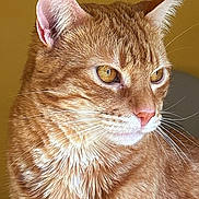 Sugarman joined the competition — help win amazing prizes! cat, orange_tabby, close_up, portrait, feline, whiskers, fur, ears, eyes, pet, animal, indoor, looking_away, mammal, domestic_cat, cute, soft_light, detailed, profile, calm