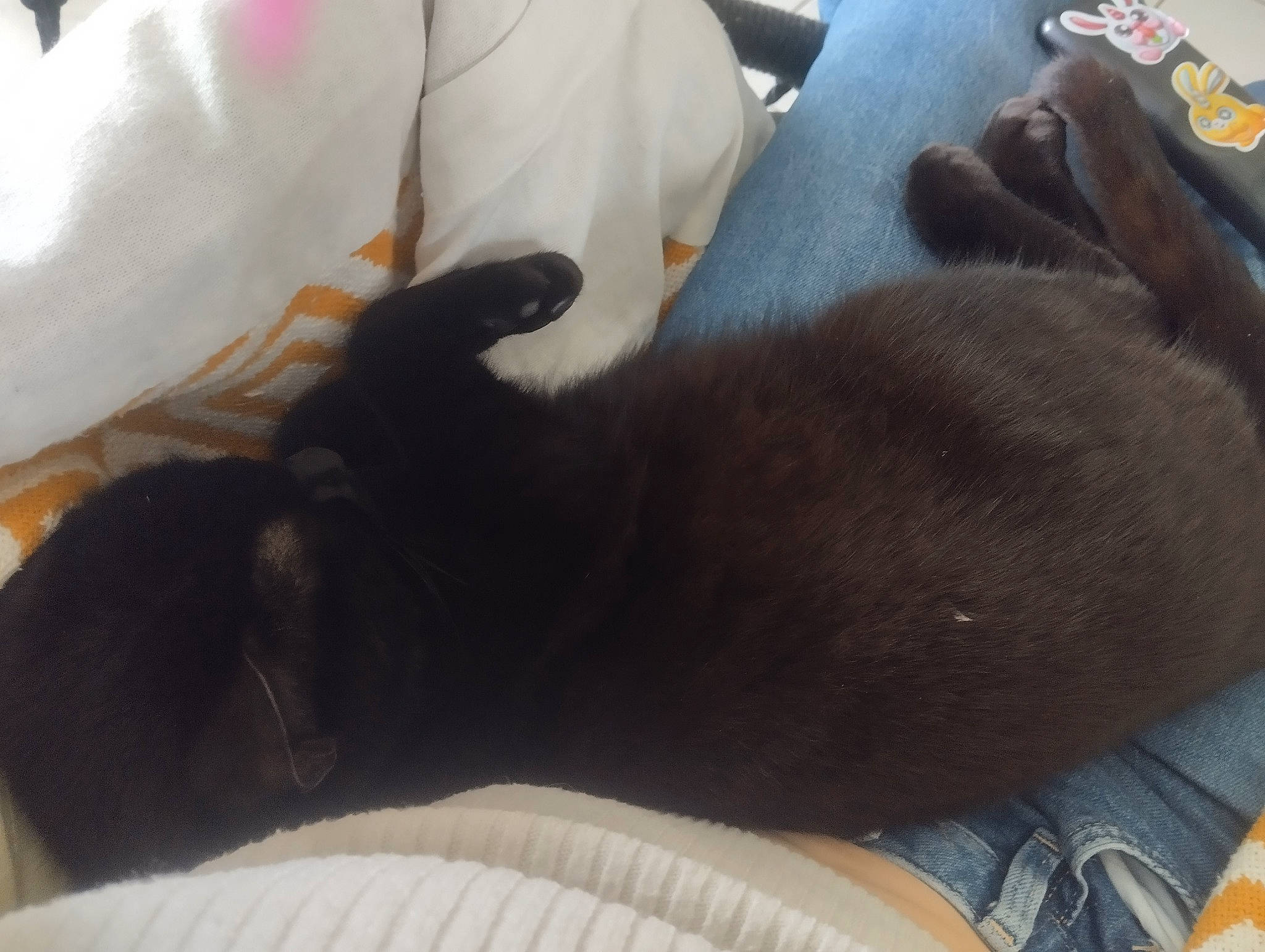 Bébé Chat participe au concours pour gagner de l'argent avec cette photo : black_cat, canidae, carnivore, cat, comfort, companion_dog, dog_breed, domestic_short_haired_cat, ear, fawn, felidae, fur, human_leg, paw, small_to_medium_sized_cats, snout, sporting_group, tail, whiskers, working_animal