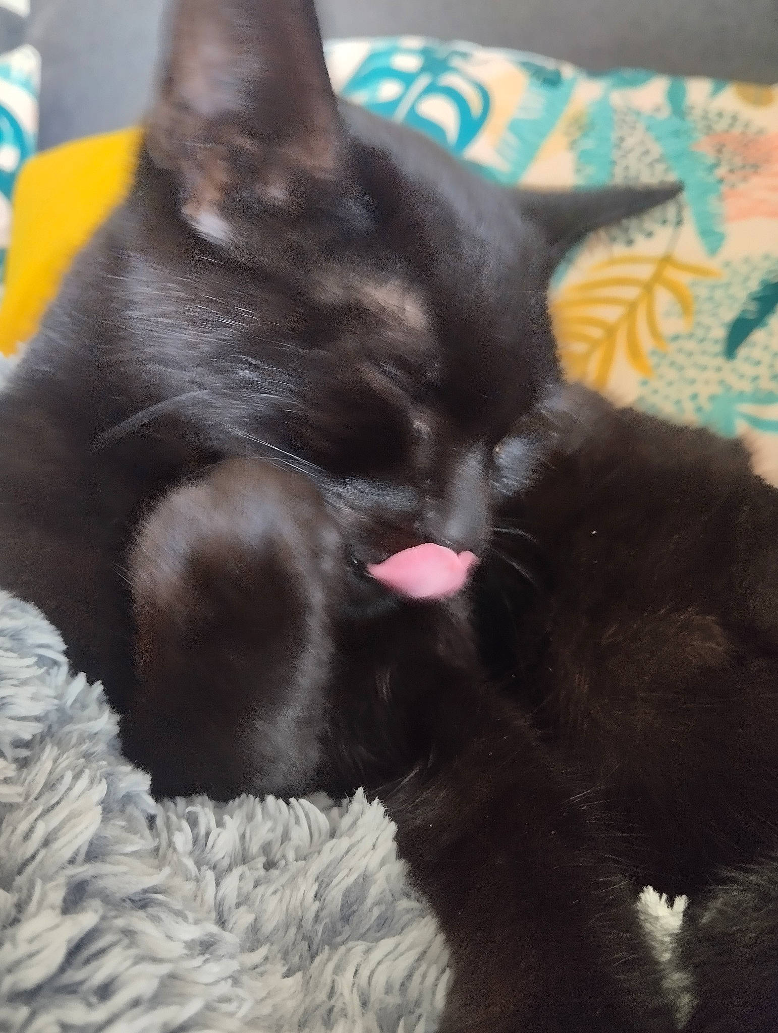 Bébé Chat participe au concours pour gagner de l'argent avec cette photo : black_cat, bombay, carnivore, cat, cat_supply, claw, comfort, dog_breed, domestic_short_haired_cat, ear, felidae, fur, nap, paw, small_to_medium_sized_cats, snout, tail, whiskers