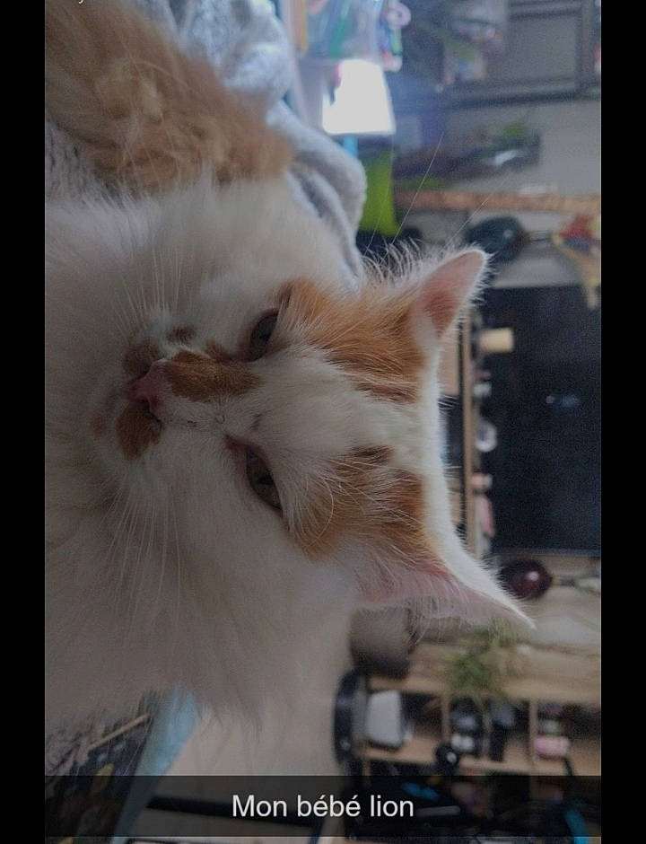 Simba participe au concours pour gagner de l'argent avec cette photo : carnivore, cat, display_device, fawn, felidae, font, fur, paw, photo_caption, rectangle, small_to_medium_sized_cats, tail, whiskers, window