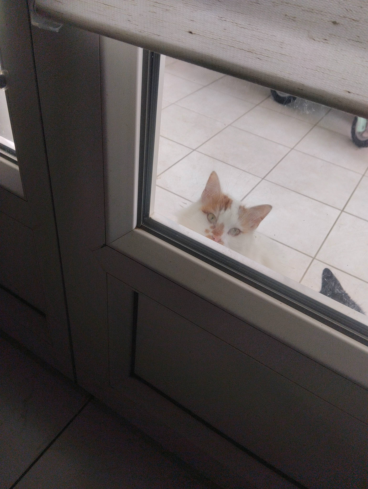 Simba participe au concours pour gagner de l'argent avec cette photo : automotive_exterior, carnivore, cat, ceiling, domestic_short_haired_cat, door, fawn, felidae, floor, flooring, glass, hardwood, metal, plywood, room, small_to_medium_sized_cats, tail, whiskers, window, wood