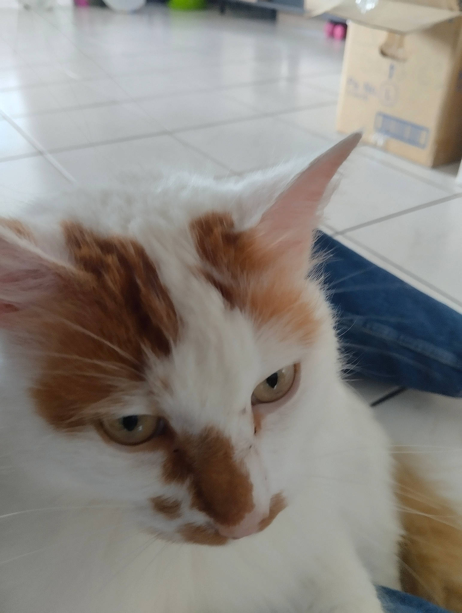 Simba a rejoint le concours — aidez-le/la à gagner de superbes lots ! carnivore, cat, domestic_short_haired_cat, felidae, flooring, fur, hardwood, paw, small_to_medium_sized_cats, snout, tail, whiskers, wood