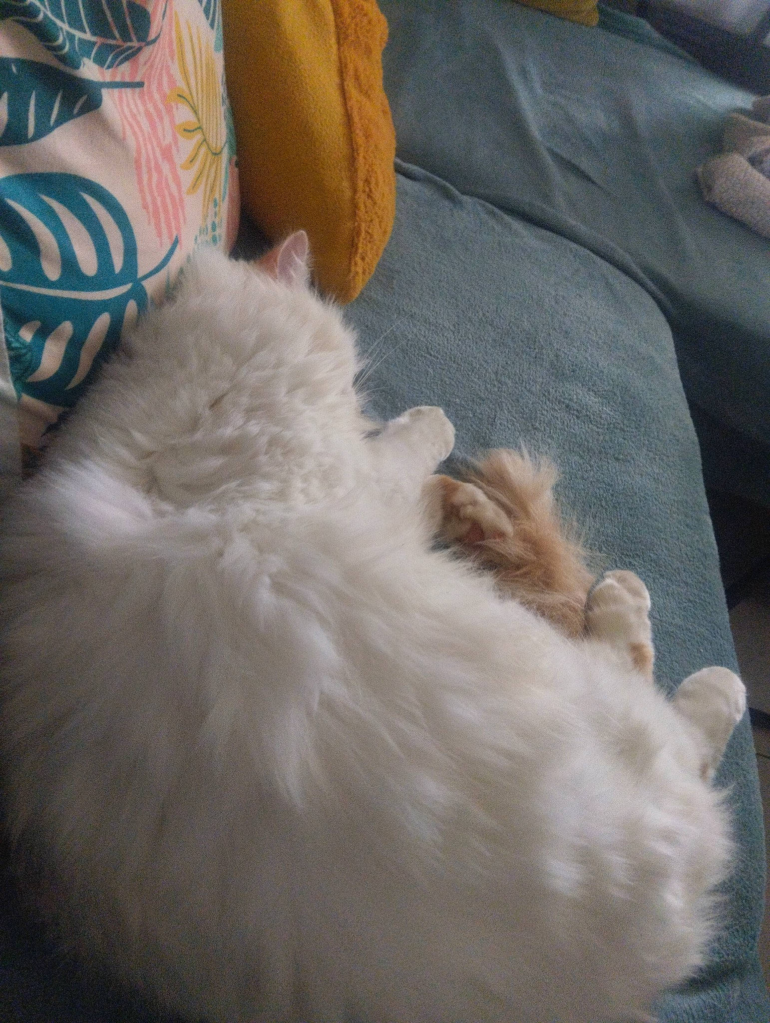 Simba a rejoint le concours — aidez-le/la à gagner de superbes lots ! british_longhair, canidae, carnivore, cat, claw, comfort, companion_dog, dog_breed, duvet, fawn, felidae, fur, linens, nap, paw, ragdoll, small_to_medium_sized_cats, sporting_group, tail, whiskers