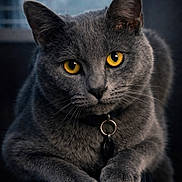 Lil Guy joined the competition — help win amazing prizes! alert, animal, cat, close_up, collar, cute, domestic_cat, feline, fur, gray_cat, indoor, looking, mammal, paw, pet, portrait, relaxed, sitting, whiskers, yellow_eyes