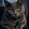 alert, animal, cat, close_up, collar, cute, domestic_cat, feline, fur, gray_cat, indoor, looking, mammal, paw, pet, portrait, relaxed, sitting, whiskers, yellow_eyes