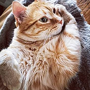 Simba a rejoint le concours — aidez-le/la à gagner de superbes lots ! abyssinian, angora, animal, armchair, blanket, cat, chair, couch, furniture, hardwood, kitten, manx, person, pet, siamese, sleeping, wood